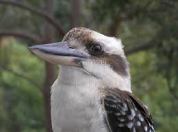 Kookaburra