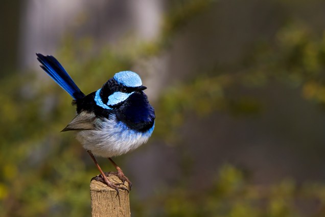 Superb-fairy-wren