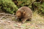 Echidna_Tachyglossus_aculeatus_setosus